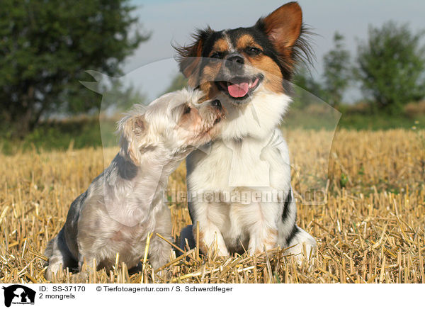 2 Mischlinge / 2 mongrels / SS-37170