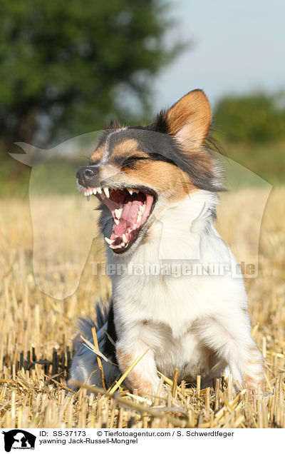 g�hnender Jack-Russell-Mix / yawning Jack-Russell-Mongrel / SS-37173