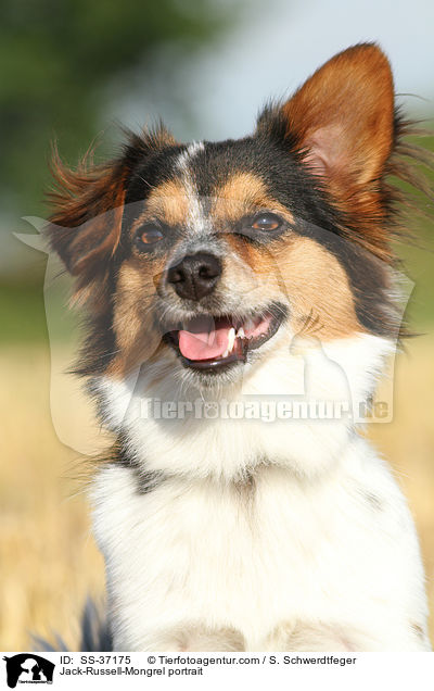 Jack-Russell-Mix Portrait / Jack-Russell-Mongrel portrait / SS-37175