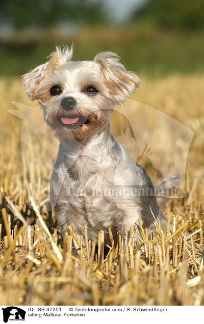 sitzender Malteser-Yorkshire / sitting Maltese-Yorkshire / SS-37251