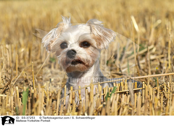 Malteser-Yorkshire Portrait / Maltese-Yorkshire Portrait / SS-37253