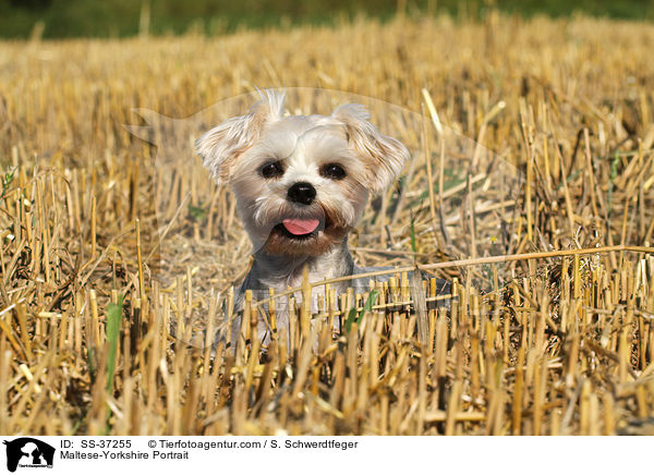 Malteser-Yorkshire Portrait / Maltese-Yorkshire Portrait / SS-37255