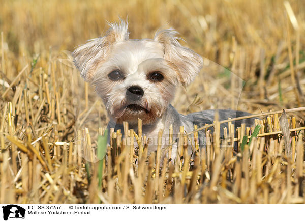 Malteser-Yorkshire Portrait / Maltese-Yorkshiree Portrait / SS-37257
