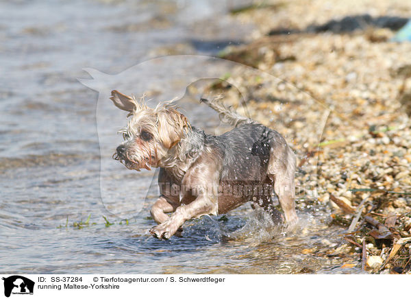 rennender Malteser-Yorkshire / running Maltese-Yorkshire / SS-37284