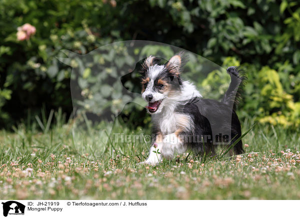 Mischlingswelpe / Mongrel Puppy / JH-21919