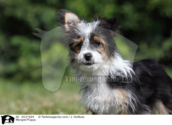 Mischlingswelpe / Mongrel Puppy / JH-21924