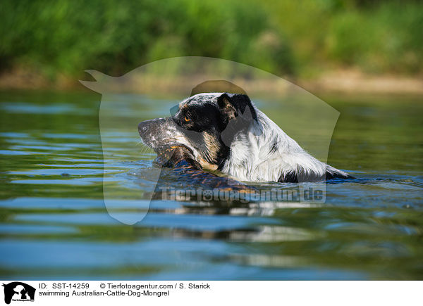 schwimmender Australian-Cattle-Dog-Mix / swimming Australian-Cattle-Dog-Mongrel / SST-14259