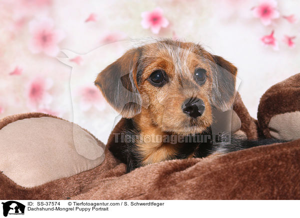 Dackel-Mix Welpe Portrait / Dachshund-Mongrel Puppy Portrait / SS-37574
