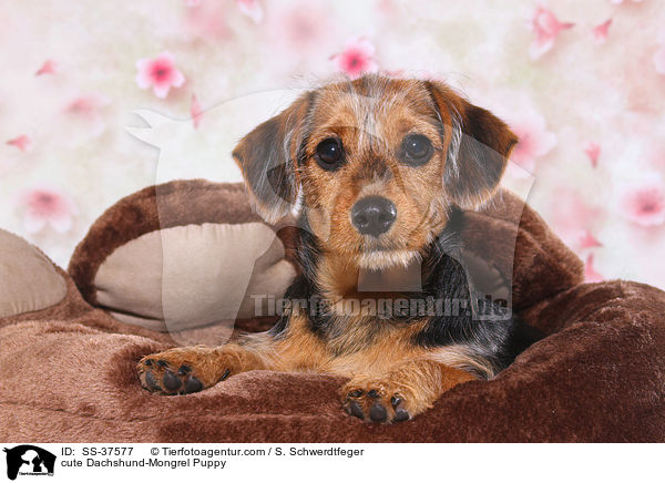 ser Dackel-Mix Welpe / cute Dachshund-Mongrel Puppy / SS-37577