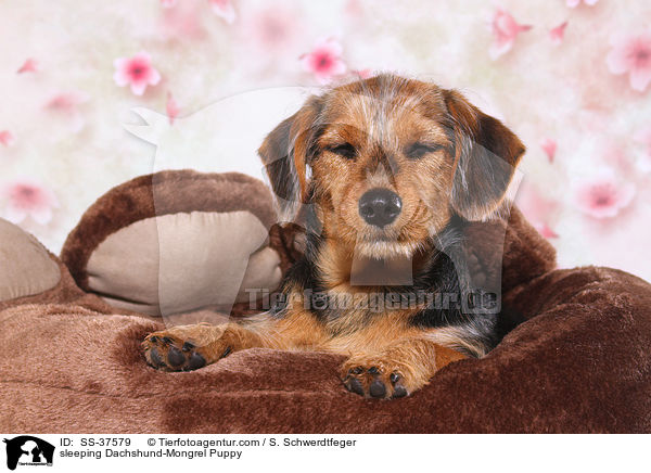 schlafender Dackel-Mix Welpe / sleeping Dachshund-Mongrel Puppy / SS-37579
