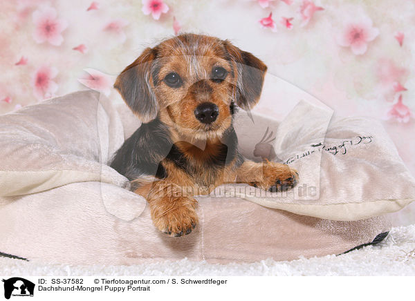 Dackel-Mix Welpe Portrait / Dachshund-Mongrel Puppy Portrait / SS-37582