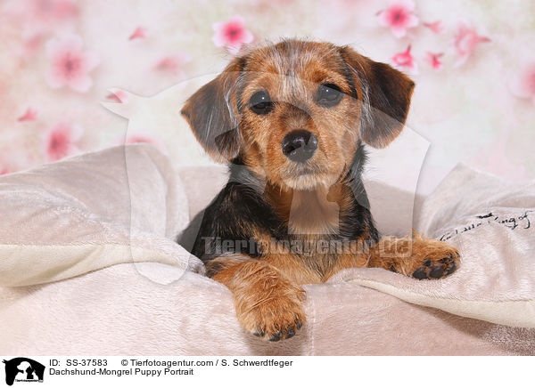 Dackel-Mix Welpe Portrait / Dachshund-Mongrel Puppy Portrait / SS-37583