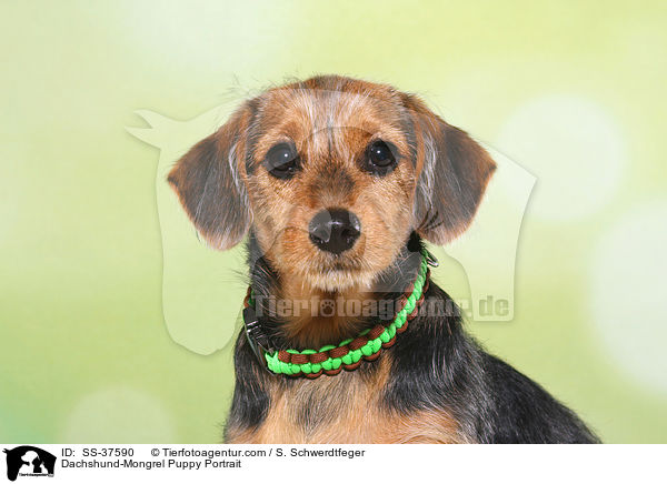 Dackel-Mix Welpe Portrait / Dachshund-Mongrel Puppy Portrait / SS-37590