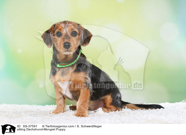 sitzender Dackel-Mix Welpe / sitting Dachshund-Mongrel Puppy / SS-37591