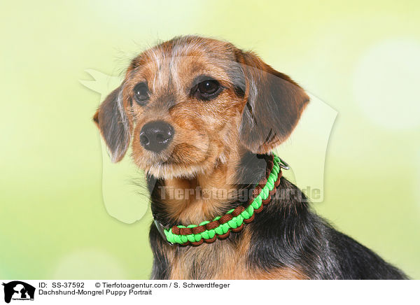 Dackel-Mix Welpe Portrait / Dachshund-Mongrel Puppy Portrait / SS-37592