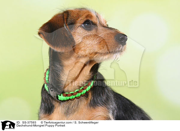 Dackel-Mix Welpe Portrait / Dachshund-Mongrel Puppy Portrait / SS-37593
