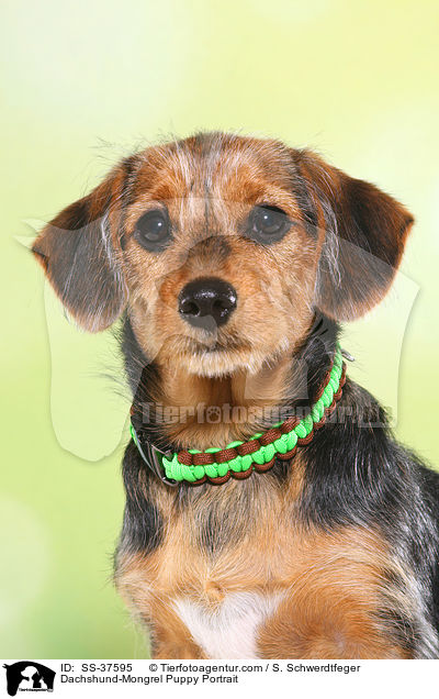 Dackel-Mix Welpe Portrait / Dachshund-Mongrel Puppy Portrait / SS-37595