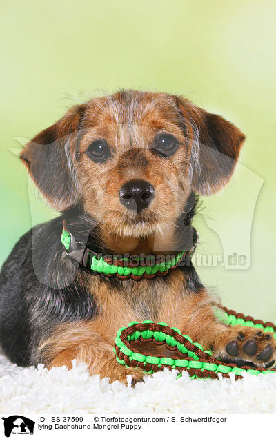 liegender Dackel-Mix Welpe / lying Dachshund-Mongrel Puppy / SS-37599