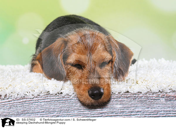 schlafender Dackel-Mix Welpe / sleeping Dachshund-Mongrel Puppy / SS-37602