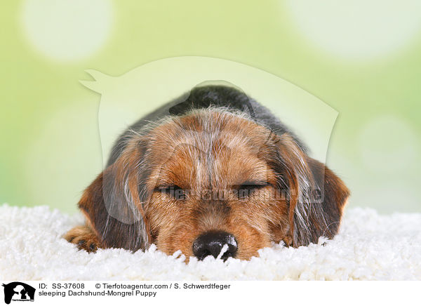schlafender Dackel-Mix Welpe / sleeping Dachshund-Mongrel Puppy / SS-37608