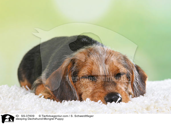 schlafender Dackel-Mix Welpe / sleeping Dachshund-Mongrel Puppy / SS-37609