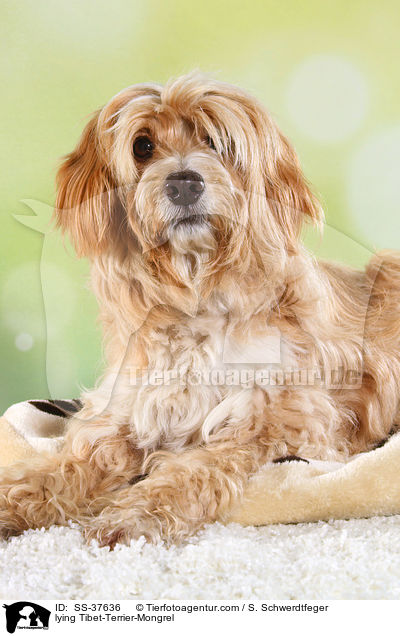 liegender Tibet-Terrier-Mix / lying Tibet-Terrier-Mongrel / SS-37636
