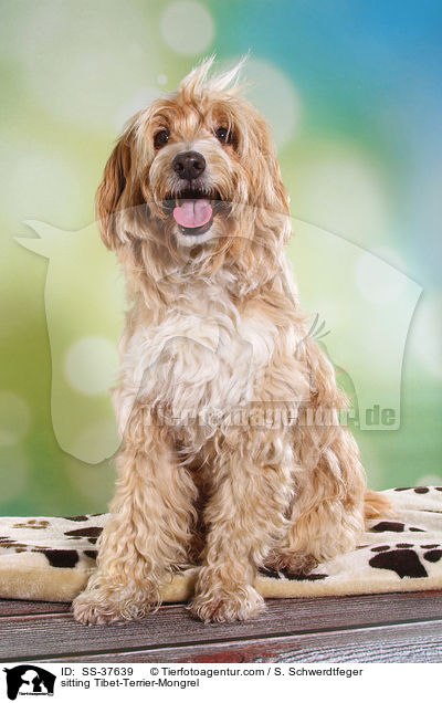 sitzender Tibet-Terrier-Mix / sitting Tibet-Terrier-Mongrel / SS-37639