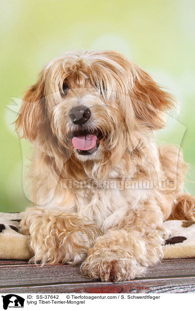 liegender Tibet-Terrier-Mix / lying Tibet-Terrier-Mongrel / SS-37642
