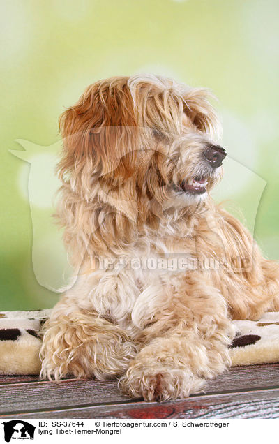 liegender Tibet-Terrier-Mix / lying Tibet-Terrier-Mongrel / SS-37644