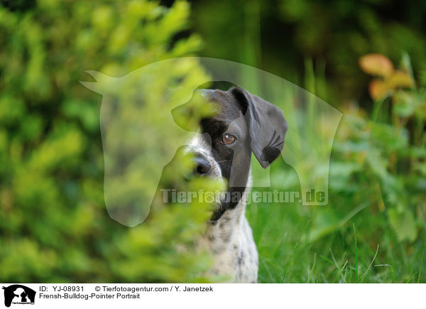 Franzsiche-Bulldogge-Pointer Portrait / Frensh-Bulldog-Pointer Portrait / YJ-08931