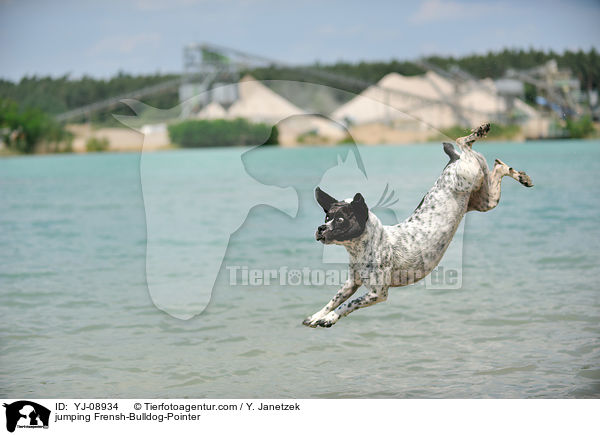 springender Franzsiche-Bulldogge-Pointer / jumping Frensh-Bulldog-Pointer / YJ-08934