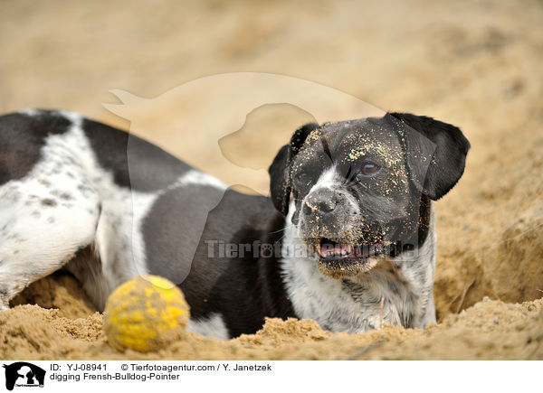 buddelnder Franzsiche-Bulldogge-Pointer / digging Frensh-Bulldog-Pointer / YJ-08941