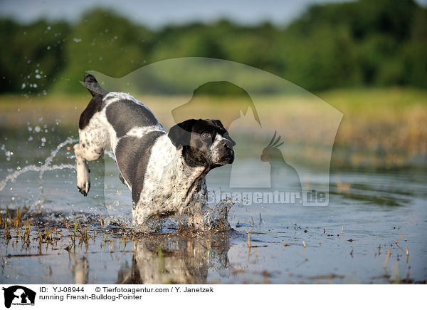 rennender Franzsiche-Bulldogge-Pointer / running Frensh-Bulldog-Pointer / YJ-08944