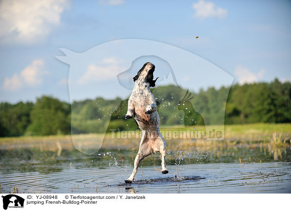 springender Franzsiche-Bulldogge-Pointer / jumping Frensh-Bulldog-Pointer / YJ-08948