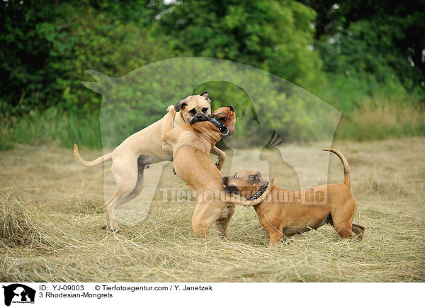 3 Rhodesian-Mixe / 3 Rhodesian-Mongrels / YJ-09003