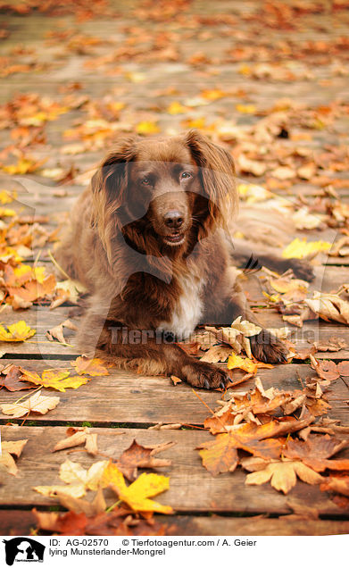 liegender Mnsterlnder-Mix / lying Munsterlander-Mongrel / AG-02570