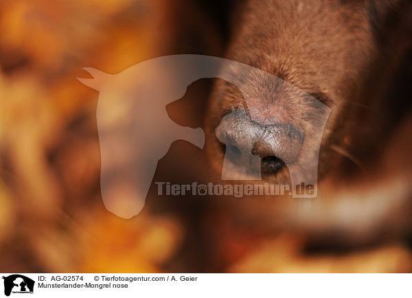 Mnsterlnder-Mix Nase / Munsterlander-Mongrel nose / AG-02574