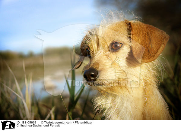 Chihuahua-Dackel Portrait / Chihuahua-Dachshund Portrait / BS-05663