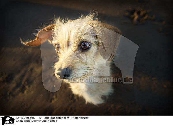 Chihuahua-Dackel Portrait / Chihuahua-Dachshund Portrait / BS-05665