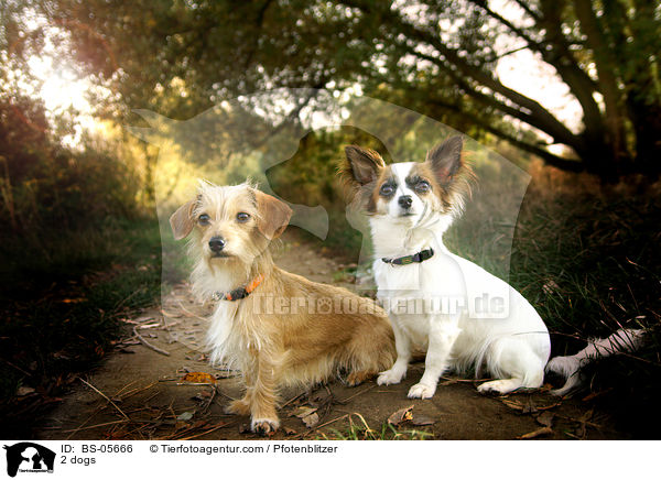 2 Hunde / 2 dogs / BS-05666