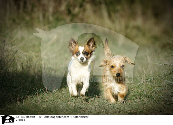 2 Hunde / 2 dogs / BS-05669