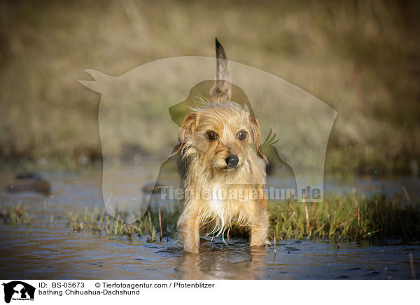 badender Chihuahua-Dackel / bathing Chihuahua-Dachshund / BS-05673
