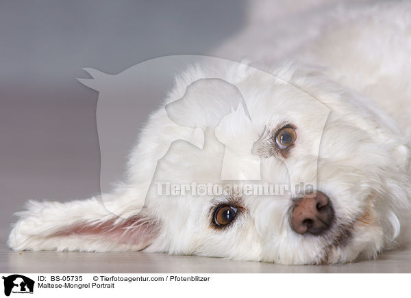 Malteser-Mix Portrait / Maltese-Mongrel Portrait / BS-05735