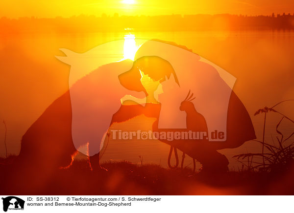 Frau und Berner-Sennenhund-Schferhund / woman and Bernese-Mountain-Dog-Shepherd / SS-38312