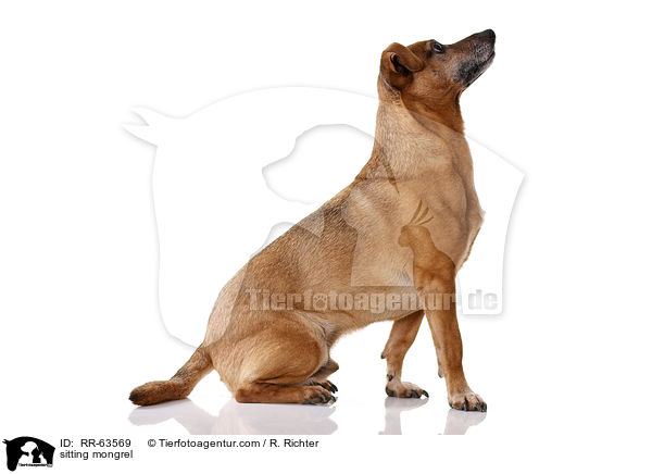 sitzender Mischling / sitting mongrel / RR-63569
