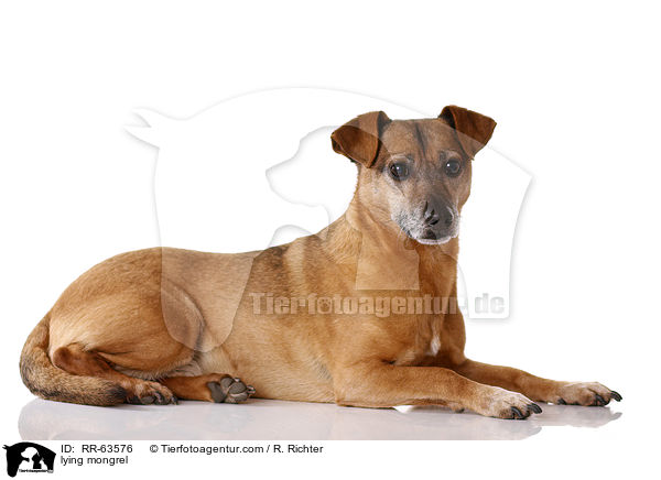 liegender Mischling / lying mongrel / RR-63576