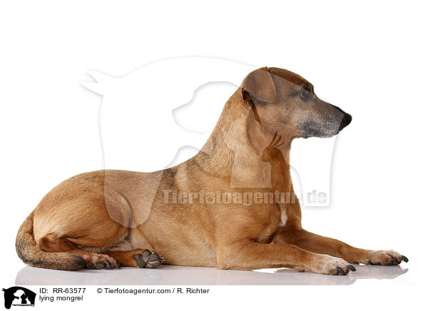 liegender Mischling / lying mongrel / RR-63577