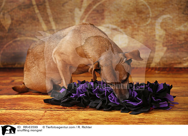 schnuppernder Mischling / snuffling mongrel / RR-63599