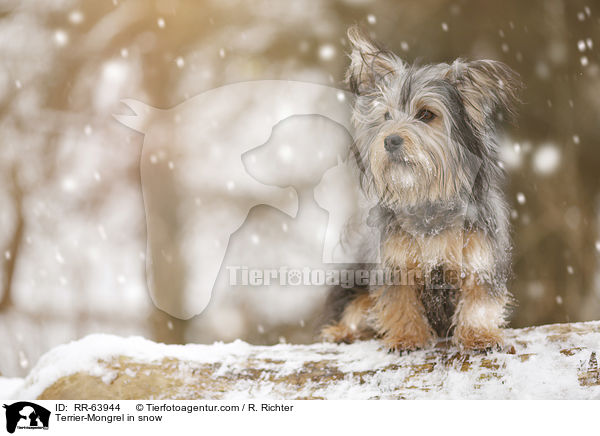 Terrier-Mongrel in snow / RR-63944