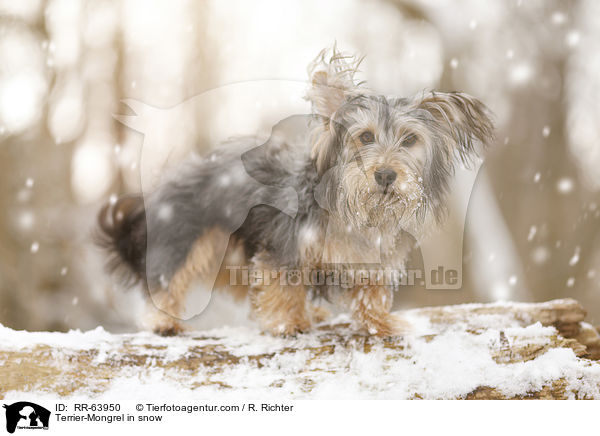 Terrier-Mongrel in snow / RR-63950
